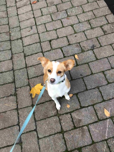 Schulhund-k