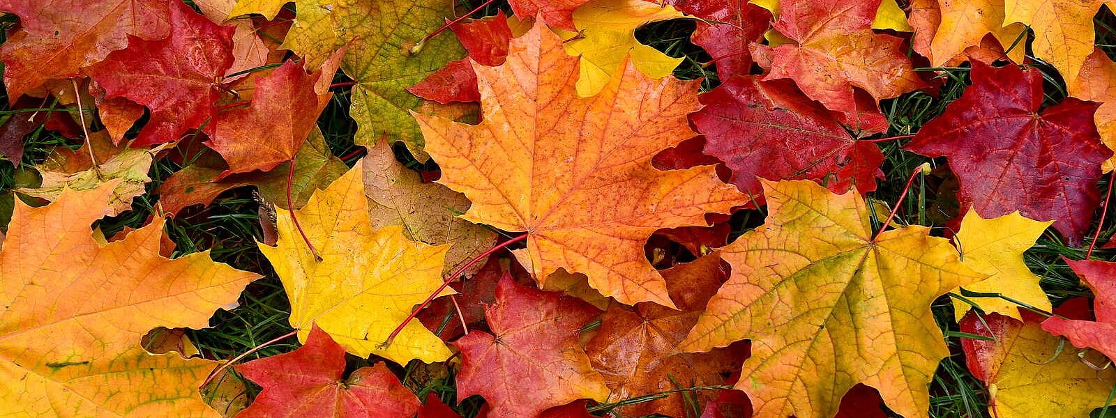 Schöne und erholsame Herbstferien!