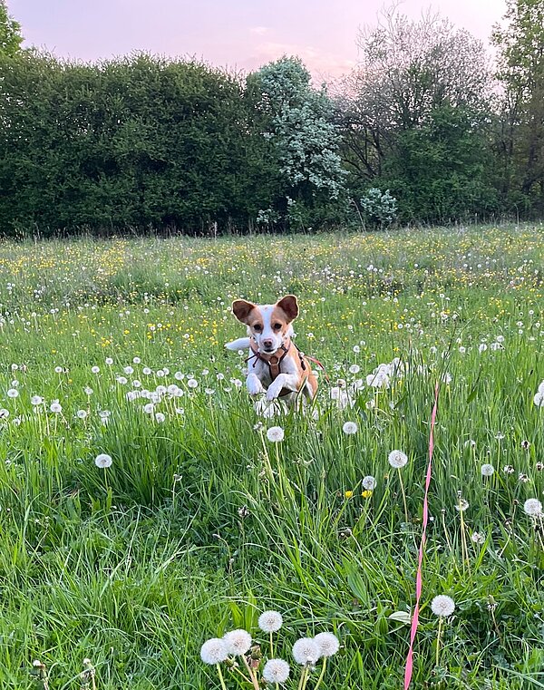 Schulhund 2022